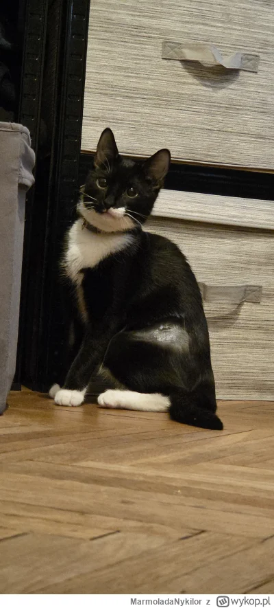 MarmoladaNykilor - #kot #pchelkafanclub Pacjent przeżył