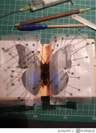 gruby200 - @wysuszonyszkieletkostny_czlowieka no elo ( ͡° ͜ʖ ͡°)