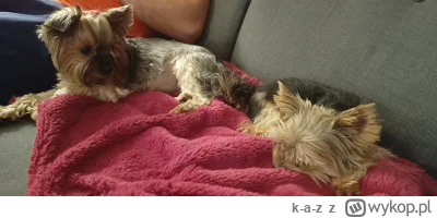 k-a-z - 1 Dzień adaptacji Chanel za nami:
Krótko o pieskach:
Pixie (beta, alfa to Pań...