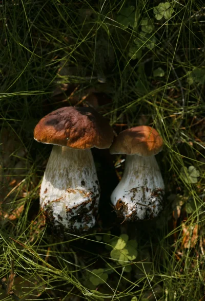 Historycznygagatek - Są i one (｡◕‿‿◕｡) idealnie, będzie na sosik 

#grzyby #dziendobr...