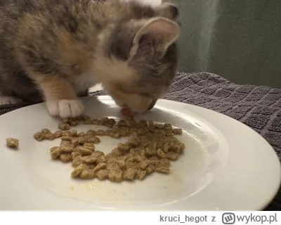 kruci_hegot - #pokazkota #suziq #koty
Pierwszy raz mokre wcinane, rozrobione z wodą, ...