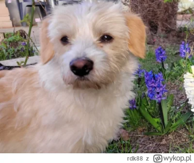 rdk88 - @Historycznygagatek: no siema :)