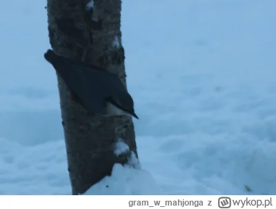 gramwmahjonga - @mbubu: bo to modraszka. Tam wspominam o ptakach, które jeszcze widzi...