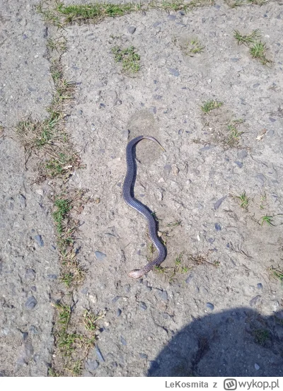 LeKosmita - Znalazłem martwego węża albo pseudowęża nie wiem bo się kompletnie nie zn...
