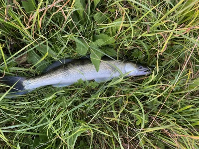 zar0x - Jestem bezrobotny więc będę żywił się złowionymi rybami (umrę z głodu) #wedka...