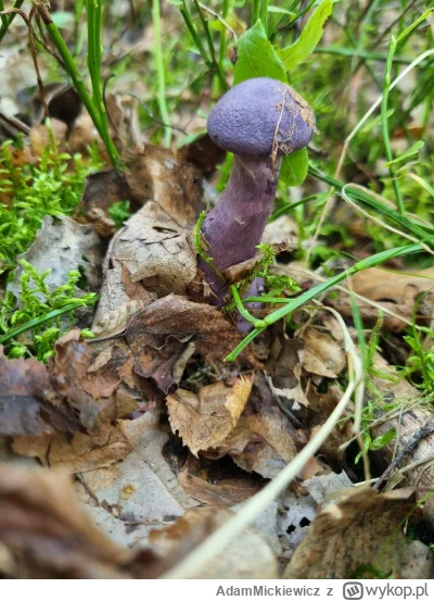 AdamMickiewicz - Ponoć gatunek chroniony, da sie zjeść ale strasznie gorzki w smaku.
...