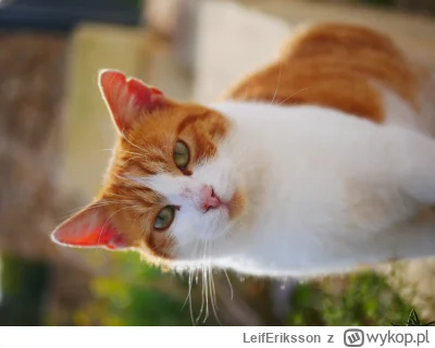 LeifEriksson - #koty  Biedne maltańskie #kitku może plusa z rana?
