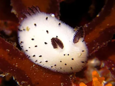 Apaturia - Morski króliczek (｡◕‿‿◕｡) Mały ślimak morski Jorunna parva przypomina pusz...