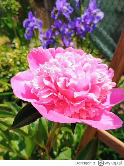 Dorciqch - #ogrodnictwo w końcu! W końcu piwonie kwitną 乁(♥ ʖ̯♥)ㄏ jak kocham ich zapa...