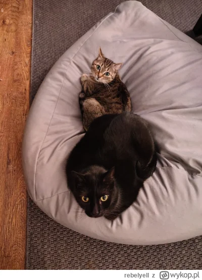 rebelyell - Moje kotki to są. Pozdrawiają.