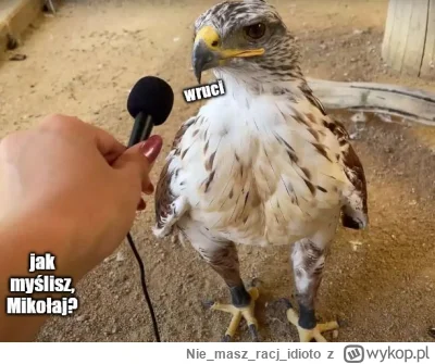 Niemaszracj_idioto - #f1 #powrutcontent