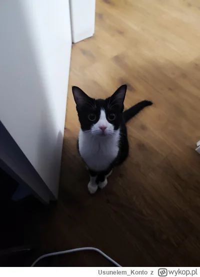 Usunelem_Konto - Mika pozdrawia wykopków 

#koty