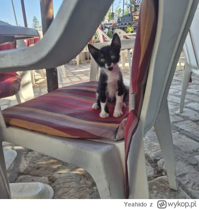 Yeahido - Ile plusów dostanie tunezyjskie uszate kitku? ( ͡° ͜ʖ ͡°)

#koteczkizprzypa...