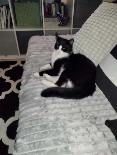 BlancheBarton - @piotrek1889 co mój kot robi u ciebie (⌐ ͡■ ͜ʖ ͡■)