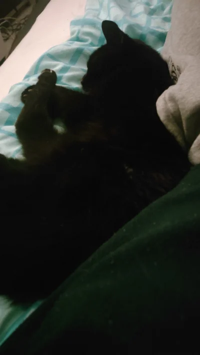 t.....e - 😴 #pokazkota