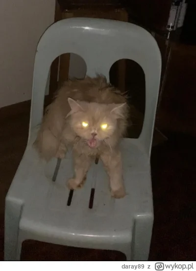 daray89 - #codziennykotopetany #dziwnekotki