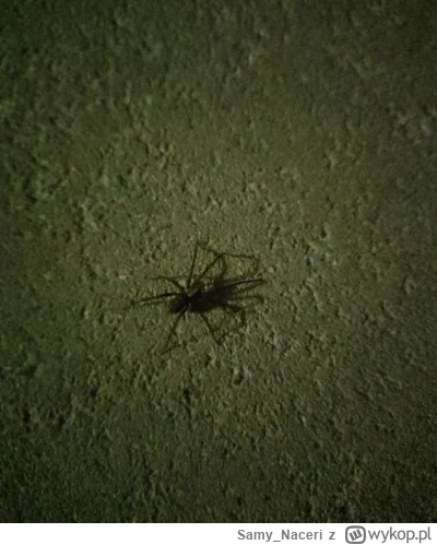Samy_Naceri - #smiesznypiesek #pajaki #pajak 
Siedzę sobie na siłowni w piwnicy, leci...