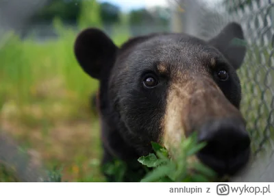 annlupin - a tak wgl co tam uwas