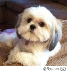 Ryptun - Jak Majtczaka złapali, to wychodzi że Fredi Kamionka Gmina Burzeszin wygrywa...