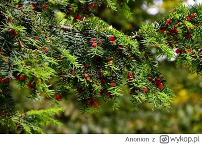 Anonion - @Ciortas: Dla Ciebie to tylko drzewo, dla niektórych kobiet obiekt pożądani...