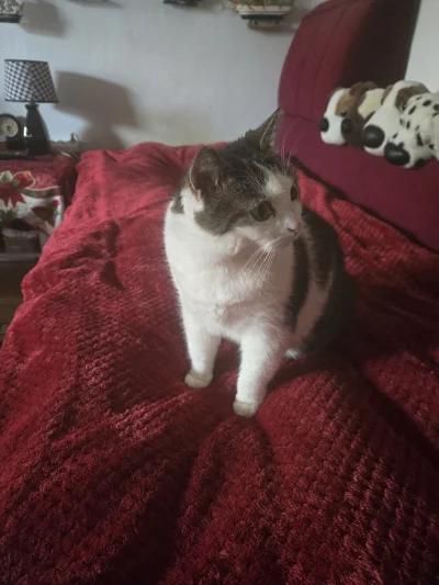 Solsith - @azumeow: czarny odpadł zostało kilka ciapatych( ͡° ͜ʖ ͡°) (piesków w tle)