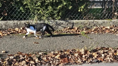 Vegasik69 - Dynamiczny 🐈
#koteczkizprzypadku