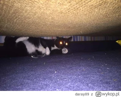 daray89 - #codziennykotopetany #dziwnekotki