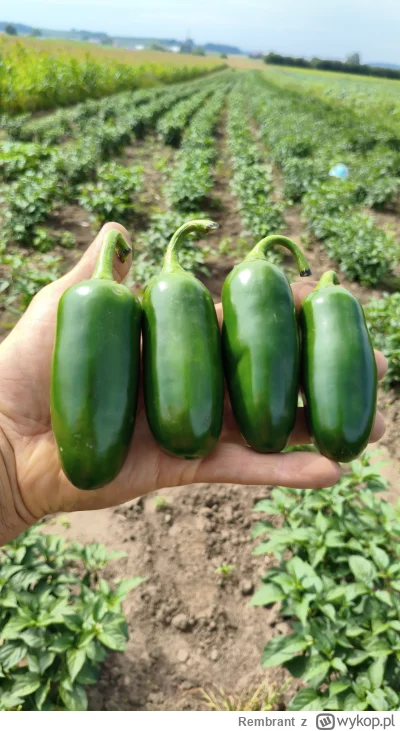 Rembrant - Mirki mam około 50kg papryczek Jalapeno, gdyby ktoś potrzebował to zaprasz...