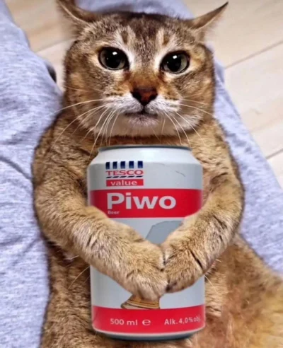 MichalCoSieWPorySkichal - #koty