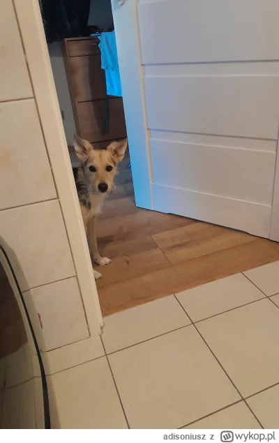 adisoniusz - Ej! Ktos tu sra!
#pokazpsa