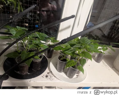 rrurza - #ogrodnictwo  #chilihead #papryczki #pepperx

Hejooo od środy wiosna, w nocy...
