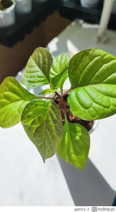 gobi12 - Ile plusów dostanie ten elagancki kawaler? ( ͡º ͜ʖ͡º)

Lavender Peach. 

Pie...