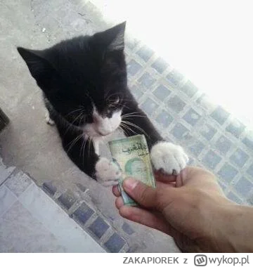 ZAKAPIOREK - haracz dla kitku , raz