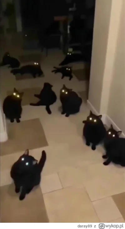 daray89 - #codziennykotopetany #dziwnekotki