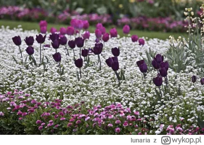 lunaria - >tojad

@swinka_morska: jezu, jaki piękny :D idealny :D w ogóle mam plan pr...