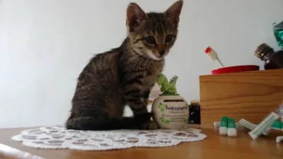 Solsith - @drobnenataryfe: ale bebzon to nie tykaj( ͡° ᴥ ͡°)