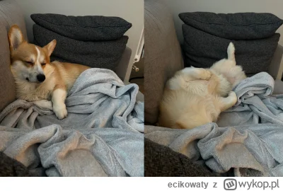 ecikowaty - nie pospałem dziś... pośpię jeszcze
#gustawkrotkonogi #corgi #pokazpsa #s...