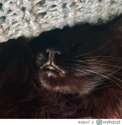 kalee7 - @wybryk_natury ᶘᵒᴥᵒᶅ