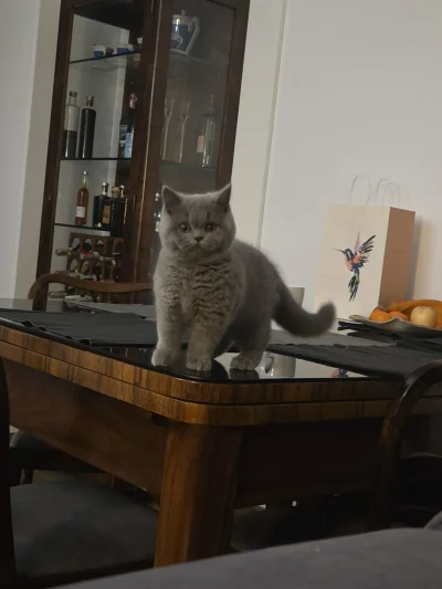 Jacob_88 - Czy nowemu kitku babci wolno plusa? #koty #pokazkota