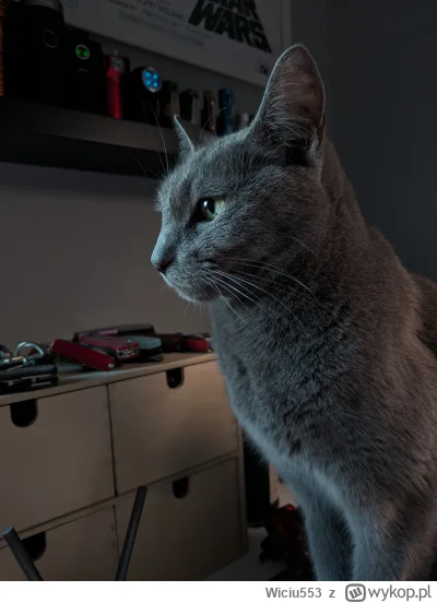 Wiciu553 - @Wiciu553