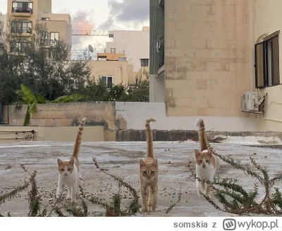 somskia - Przyszedł czas zmiany mieszkania i pożegnania moich tarasowych #maltanskiek...