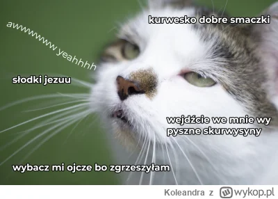 Koleandra - smaczki zawsze na propsie
#koty #heheszki