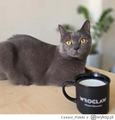 Cesarz_Polski - #kotekwrocek #wroclaw