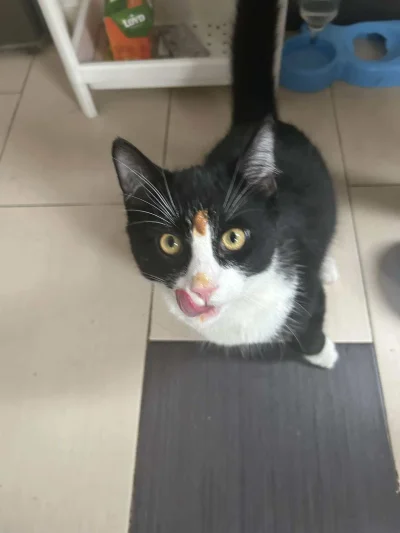 BlancheBarton - #koty #pokazkota 
Pojadłem ʕ•ᴥ•ʔ