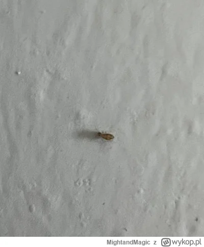 MightandMagic - Cześć, ktoś ma pojęcie co to może być za robak? Czasem zobaczę takieg...
