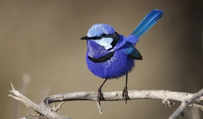 Apaturia - Elektryczny błękit. Chwostka wspaniała (Malurus splendens) to niewielki pt...