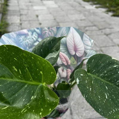 Zoyav - piękna tajka

SPOILER

#rosliny #roslinydoniczkowe