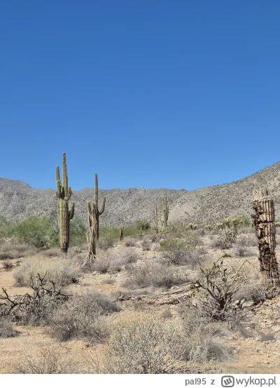 pal95 - Chlop sobie chodzi po pustyni w Arizonie w 40 stopniach a w Polsce jest nocna...