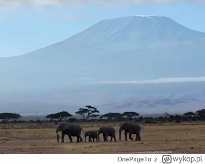 OnePageTo - A to moje zdjęcie wykonane miesiąc temu w Amboseli