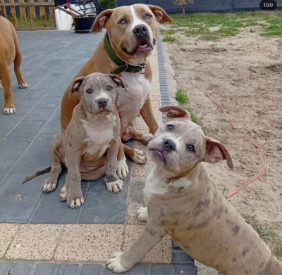 mateuszwajcheprzeloz2 - @serek_heterogenizowany no siema. Widzę że są tu też normalni...